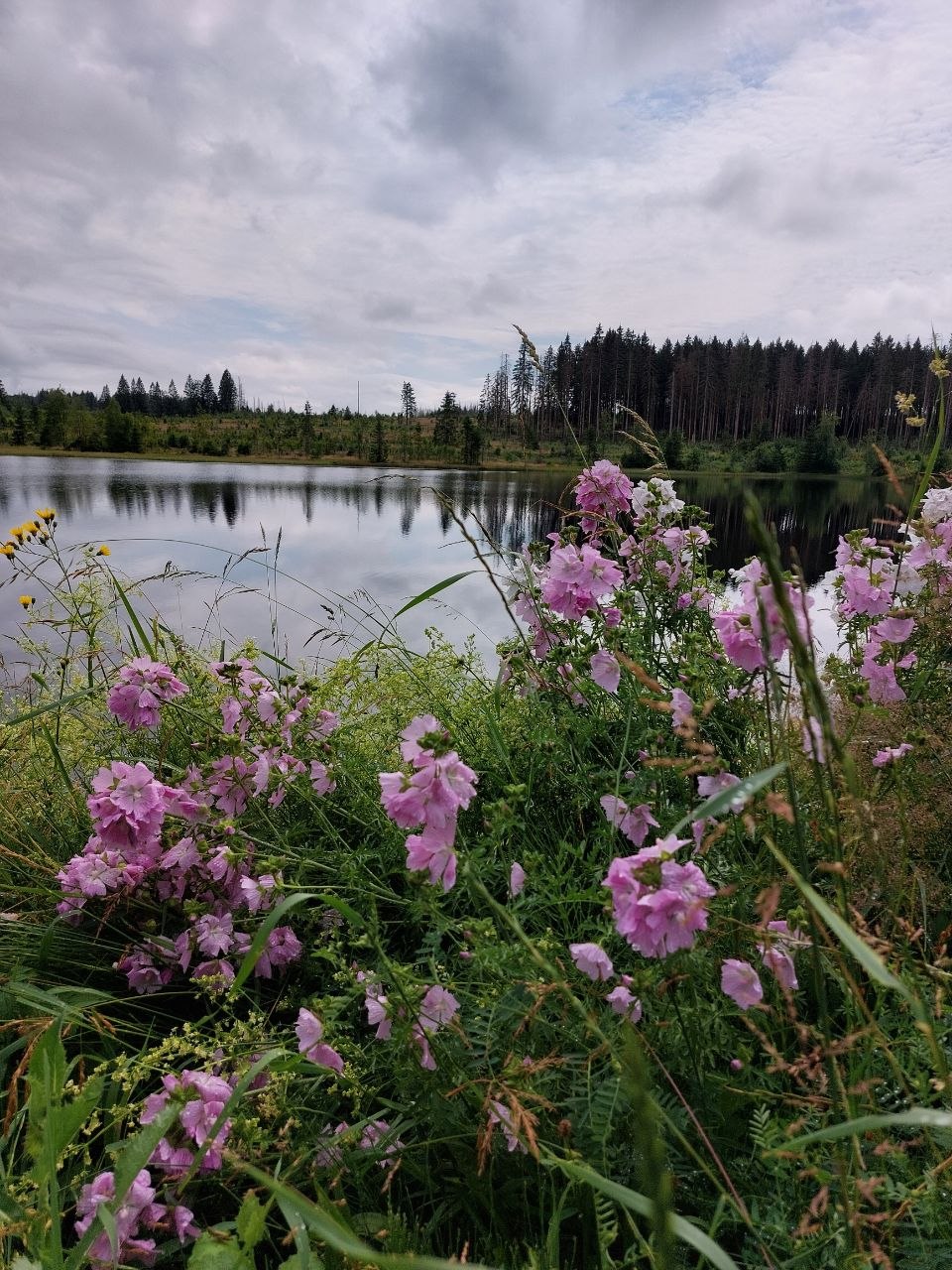 Blühende Wiesenblumen am See