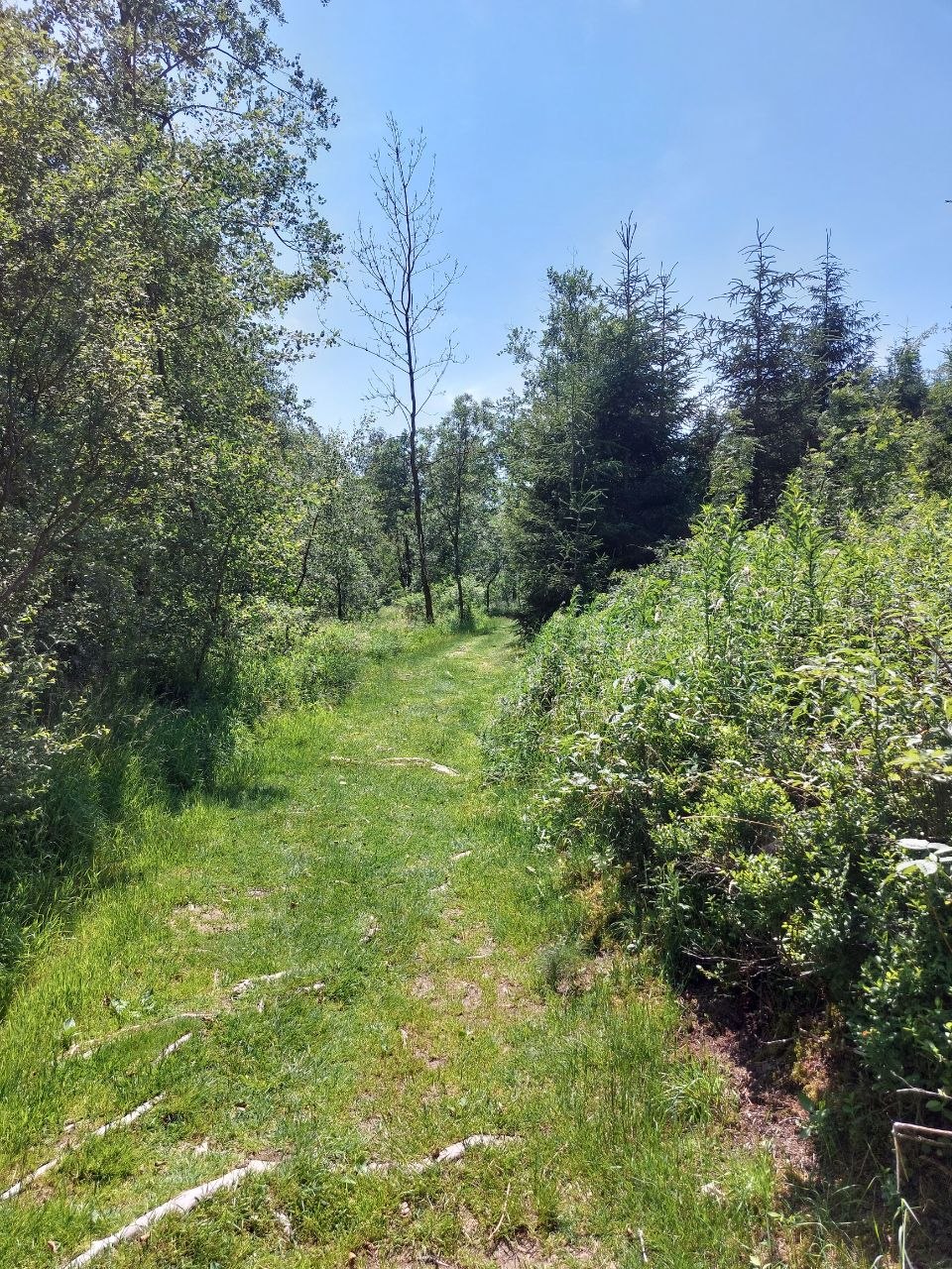 Grasbewachsener Waldweg zwischen Bäumen