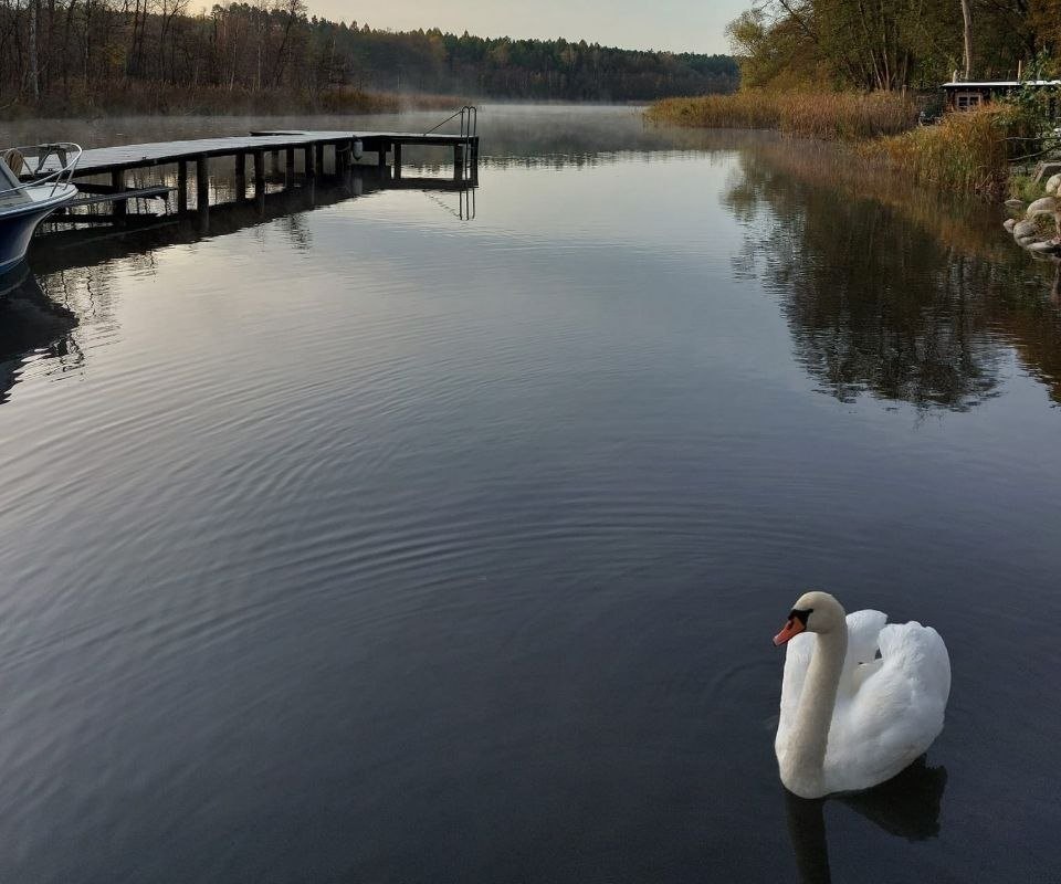 Ruhiger See mit Schwan, Steg und Herbstlandschaft