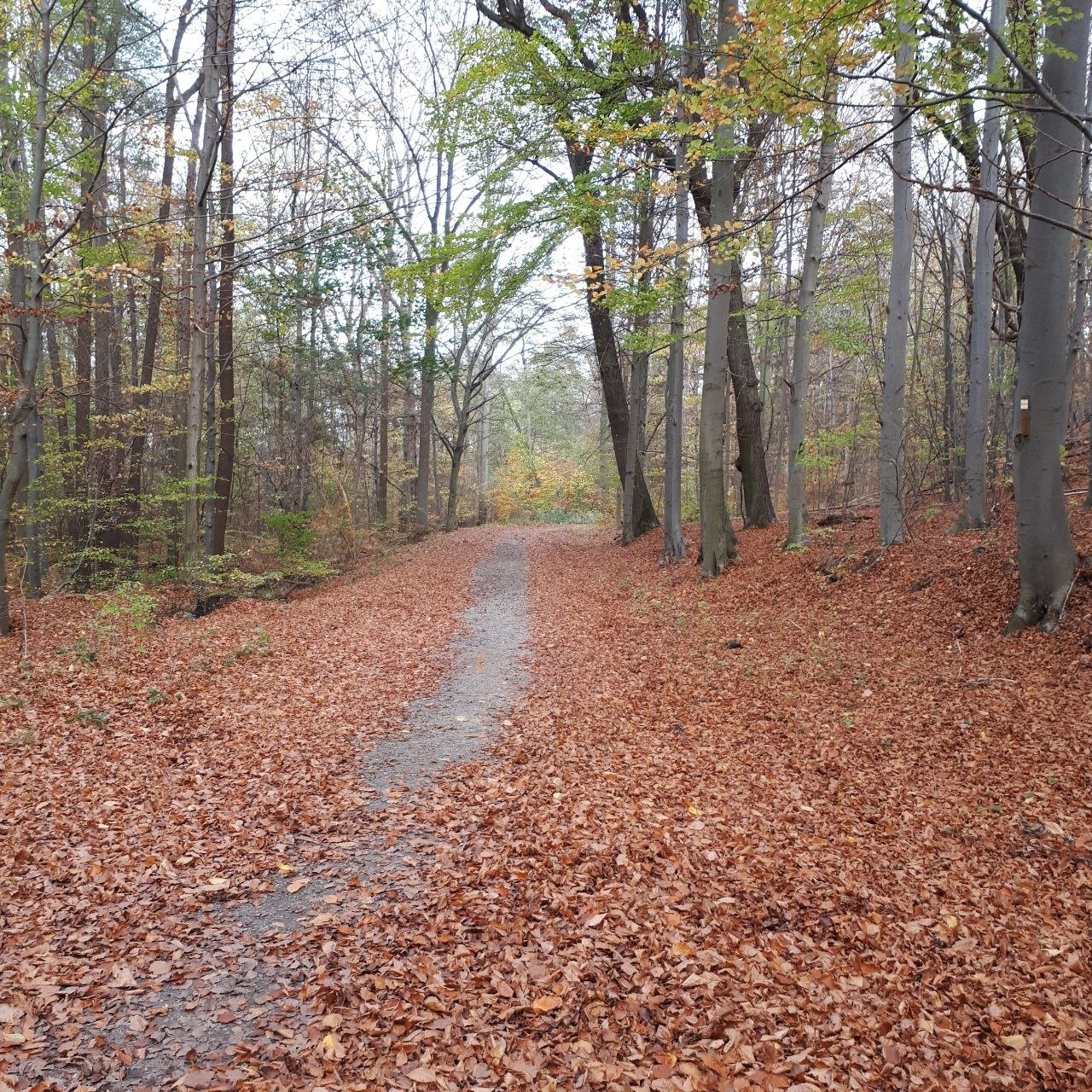 Laubbedeckter Wanderweg im Wald